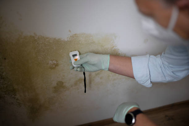 Best Commercial Mold Removal  in Clinton, NY