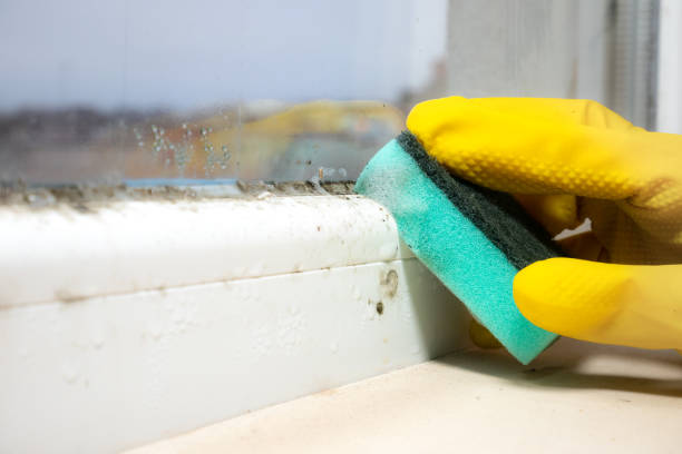 Best Mold Cleaning Services  in Clinton, NY