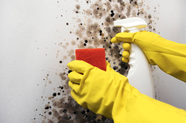 Mold Testing and Removal in Clinton, NY