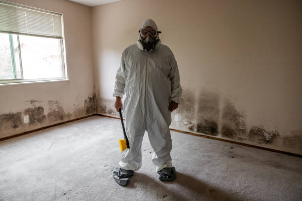 Clinton, NY Mold Removal Company