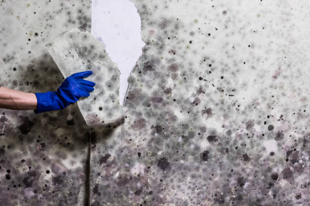 Professional Mold Removal in Clinton, NY